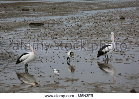 Con la bassa marea un pellicano passeggiate il mucky shore in cerca di cibo. Foto Stock