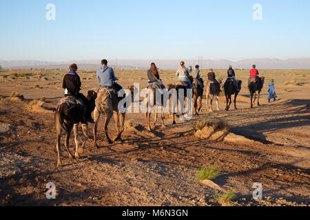 A dorso di cammello, Zagora deserto, Marocco Foto Stock