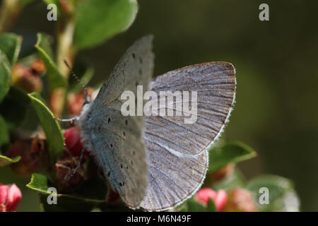 Agrifoglio maschio blu Celastrina argiolus Foto Stock