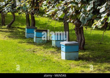 Alveari in Kiwi frutteto, Rotorua, Baia di Planty, Nuova Zelanda. Foto Stock