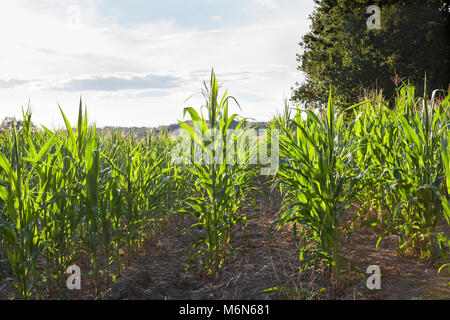 Giovani mais, grano, mealie piante, Zea mays, Cereali, granaglie, fiocco, biocarburanti, che cresce in un campo agricolo retroilluminati da il sole al tramonto Foto Stock