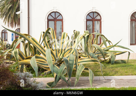 Variegato ornamentali Agave americana marginata, o variegata di secolo impianto, crescono nel giardino sulla isola di San Servolo, Venezia, Veneto, Italia Foto Stock