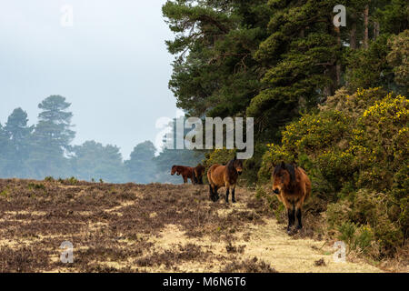 New Forest pony appoggiata da siepe con fumo di combustione controllata in background Foto Stock