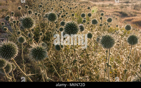 Fiori di cardo( (Echinops banaticus) Gaziantep , Turchia Foto Stock