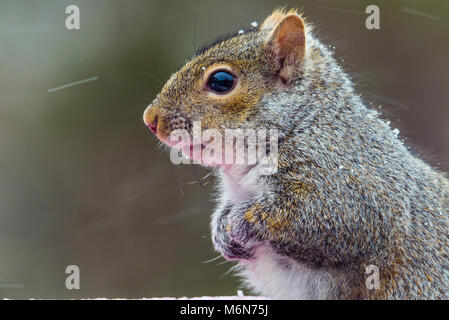 Carino chubby scoiattolo grigio, isolato immagine orizzontale in Minnesota e tempesta di neve su un uccello alimentatore. Messa a fuoco selettiva Foto Stock