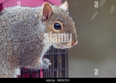 Carino chubby scoiattolo grigio, isolato immagine orizzontale in Minnesota e tempesta di neve su un uccello alimentatore. Messa a fuoco selettiva Foto Stock
