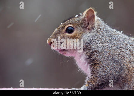 Carino chubby scoiattolo grigio, isolato immagine orizzontale in Minnesota e tempesta di neve su un uccello alimentatore. Messa a fuoco selettiva Foto Stock