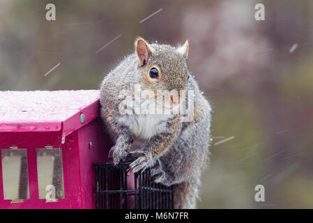Carino chubby scoiattolo grigio, isolato immagine orizzontale in Minnesota e tempesta di neve su un uccello alimentatore. Messa a fuoco selettiva Foto Stock