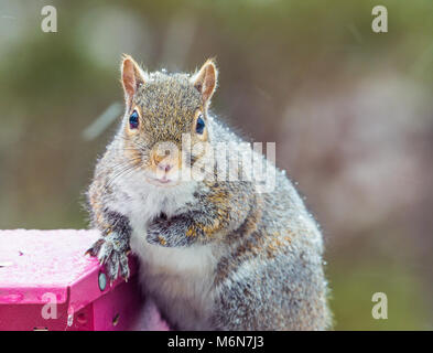 Carino chubby scoiattolo grigio, isolato immagine orizzontale in Minnesota e tempesta di neve su un uccello alimentatore. Messa a fuoco selettiva Foto Stock