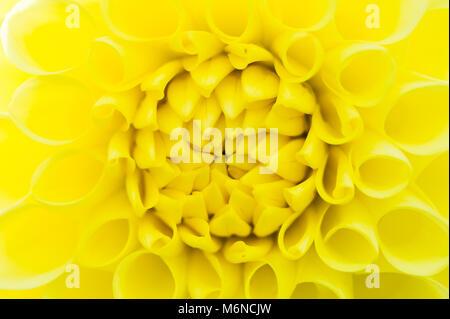 Chengdu Chengdu, in Cina. Mar 5, 2018. Un giallo brillante Fiore Dahlia è in piena fioritura a Chengdu, Cina sud-occidentale della provincia di Sichuan. Credito: SIPA Asia/ZUMA filo/Alamy Live News Foto Stock