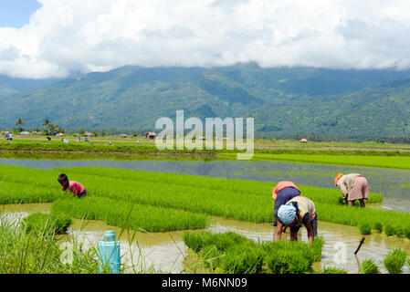 Il lavoro manuale nelle Filippine, campi di riso di mindoro Foto Stock