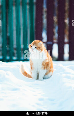 Big Red cat è seduta nel bianco della neve tra i cumuli di neve in inverno in previsione della molla Foto Stock