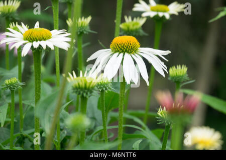 Close up white echinacea fiore Foto Stock