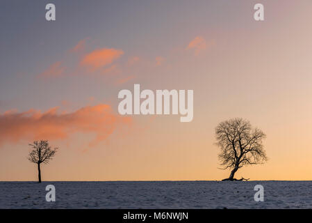 Albero di inverno in Benneckenstein, Germania, durante il tramonto nel prato ricoperto di neve. Foto Stock