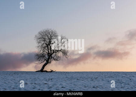 Albero di inverno in Benneckenstein, Germania, durante il tramonto nel prato ricoperto di neve. Foto Stock