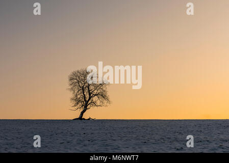 Albero di inverno in Benneckenstein, Germania, durante il tramonto nel prato ricoperto di neve. Foto Stock