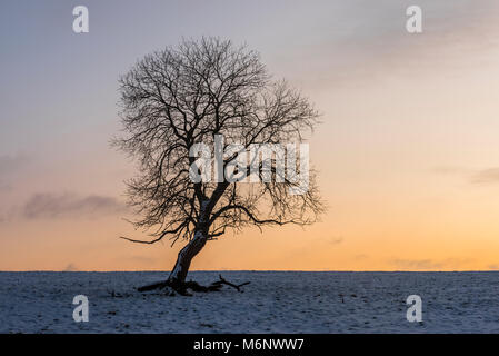 Albero di inverno in Benneckenstein, Germania, durante il tramonto nel prato ricoperto di neve. Foto Stock