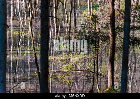 Foresta allagata divenne palude. Alberi riflesso nell'acqua Foto Stock