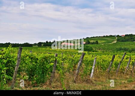 Vigneti vicino Salföld, Ungheria Foto Stock