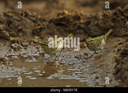 Pallas di trillo (Phylloscopus proregulus) due adulti la balneazione Beidaihe, Hebei, la Cina può Foto Stock