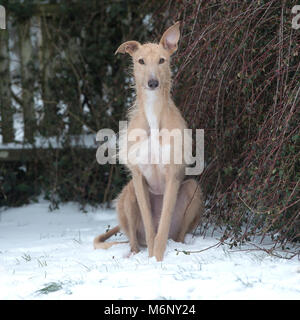 Lurcher Foto Stock