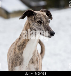 Lurcher Foto Stock