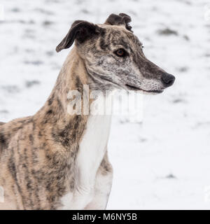 Lurcher Foto Stock