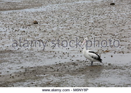 Con la bassa marea un pellicano passeggiate il mucky shore in cerca di cibo. Foto Stock