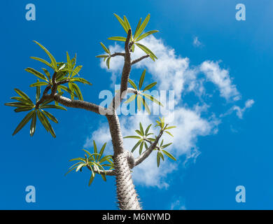 Pachpodium geayi dal Madagascar crescendo in El Jardin Botanico su Gran Canaria Isole Canarie Spagna Foto Stock