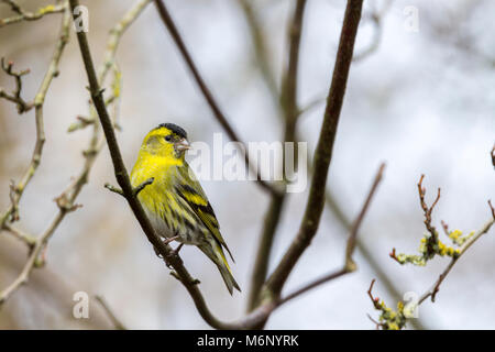 (Lucherino Carduelis spinus) un piccolo vivace finch con coda biforcuta e striature di colore giallo verde e corpo stretto e lungo di bill. Il maschio ha nerastra corona e bib. Foto Stock