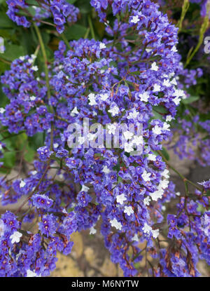 Limonium Sventenii è una specie gravemente minacciate pianta trovata solo su Gran Canaria nelle isole Canarie. Spagna Foto Stock