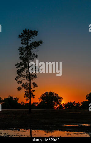 Silhouette nera di alta pino su un rosso blu tramonto sfondo arancione e riflesso nell'acqua di alberi e cespugli Foto Stock