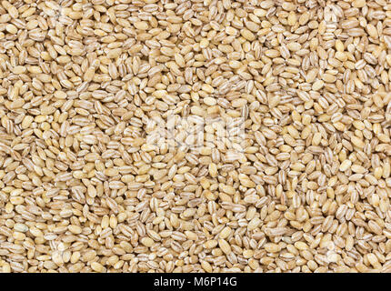 Orzo perlato texture Foto Stock