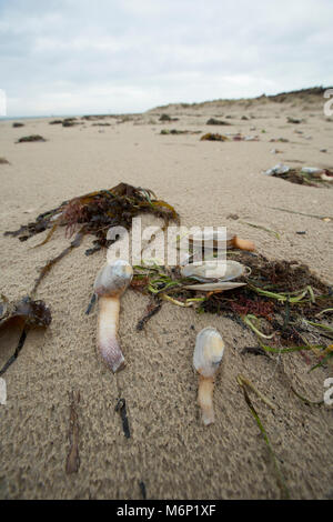 Morti e morenti lontra comune clam che sono state lavate a terra dopo il gelo di marzo 1-4 2018. Shell Bay, Studland Dorset Regno Unito il 5 marzo 2018. Foto Stock