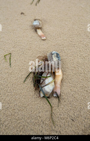 Morti e morenti lontra comune clam che sono state lavate a terra dopo il gelo di marzo 1-4 2018. Shell Bay, Studland Dorset Regno Unito il 5 marzo 2018. Foto Stock