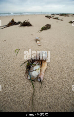 Morti e morenti lontra comune clam che sono state lavate a terra dopo il gelo di marzo 1-4 2018. Shell Bay, Studland Dorset Regno Unito il 5 marzo 2018. Foto Stock