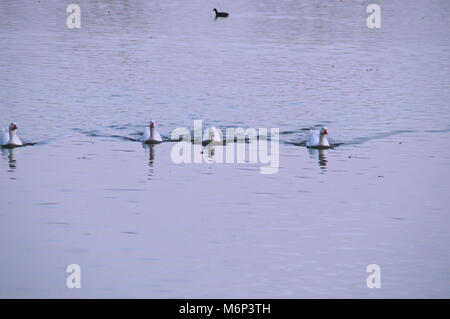 Anatre nuotare nel lago Foto Stock