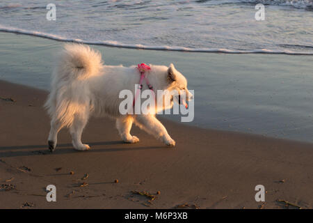 Samoiedo cane sulla spiaggia Foto Stock