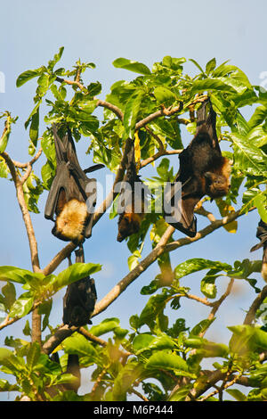 Grande volpe volante, Pteropus tonganus. Isole Ha'apai. Tonga. Polinesia Foto Stock