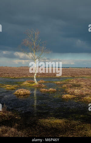 Lone Silver Birch in piedi in una delle numerose piscine poco profonde nella nuova foresta Foto Stock