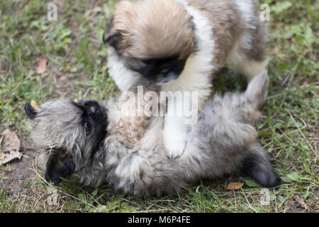 I cuccioli sono la riproduzione in erba Foto Stock