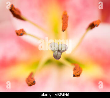 Abstract closeup del giglio colore rosa (lilium) fiore Foto Stock
