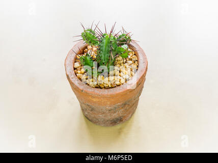 Un piccolo giovane Euphorbia heptagona cactus, più comunemente noto come cactus di euforbia in un smaill vaso in terracotta Foto Stock