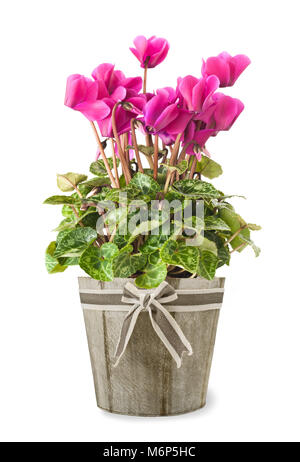 Ciclamino pianta con i fiori in vaso isolato su bianco Foto Stock