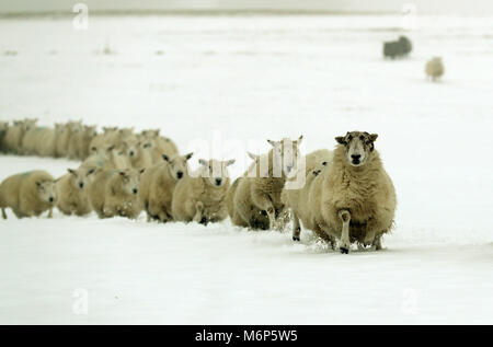 Pecore passano attraverso la neve sulla Craigannet fattoria nel Carron Valley vicino a Stirling, a seguito del recente maltempo. Foto Stock