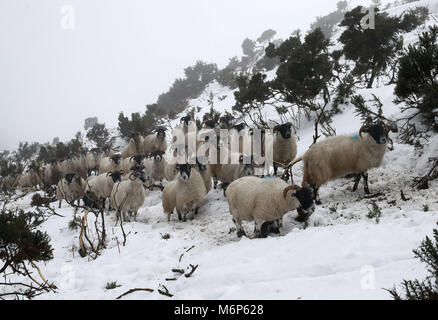 Pecore passano attraverso la neve sulla Craigannet fattoria nel Carron Valley vicino a Stirling, a seguito del recente maltempo. Foto Stock