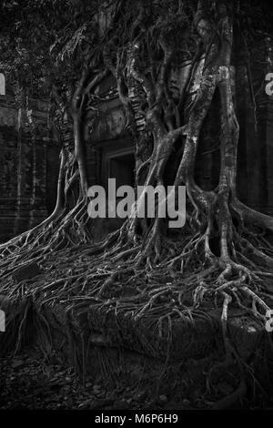 Strangler albero in bianco e nero, in Prasat Pram, Koh Ker tempio complesso, Preah Vihear provincia, Cambogia Foto Stock