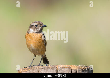 Ritratto di femmina Stonechat Saxicola rubicola, Saxicola torquata o stonechat europea Foto Stock