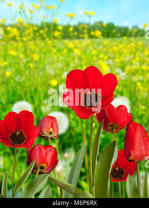 Tulipani rossi sul prato in primavera. Foto Stock