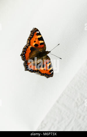 Una tartaruga butterfly (Aglais urticae) su una parete interna di una casa Foto Stock